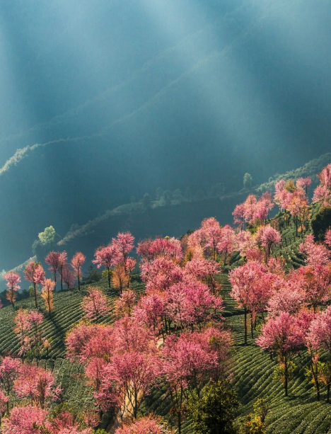 云南旅游,云南旅行社,云南團(tuán)建公司,云南策劃公司,云南會議會展,大理旅游,大理旅行社,大理團(tuán)建公司,大理會議會展：無量山冬櫻花開了！